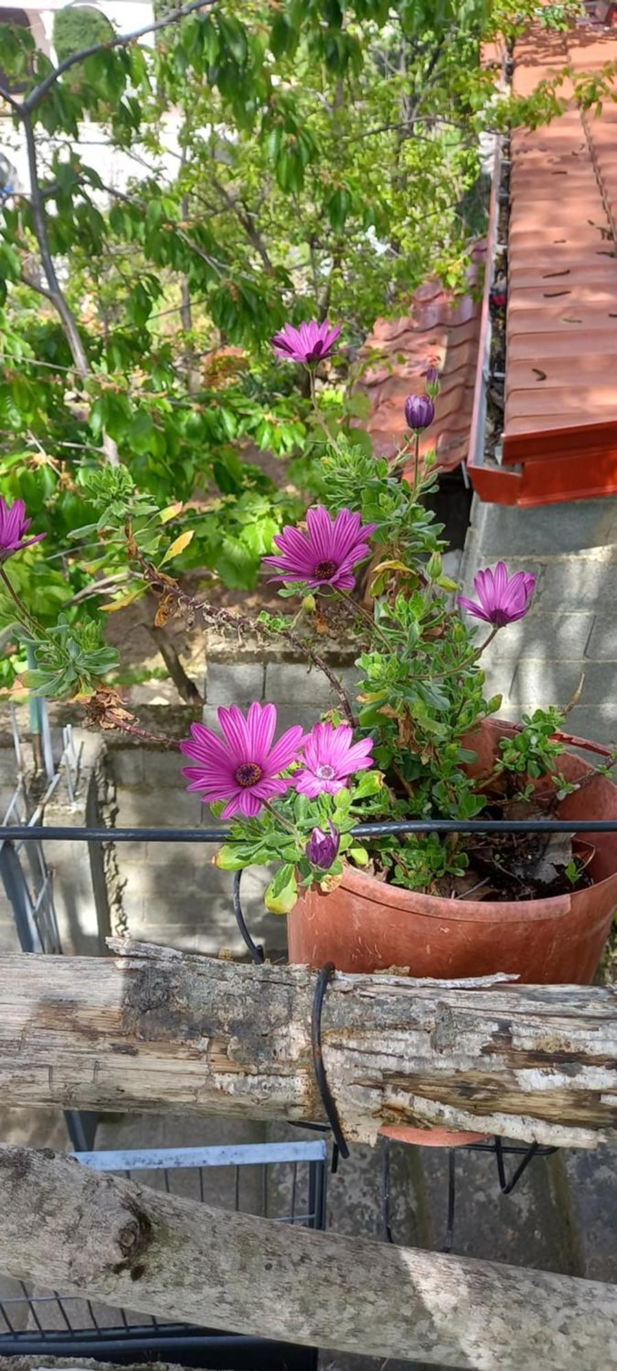Roleo Guest House Lini Dış mekan fotoğraf